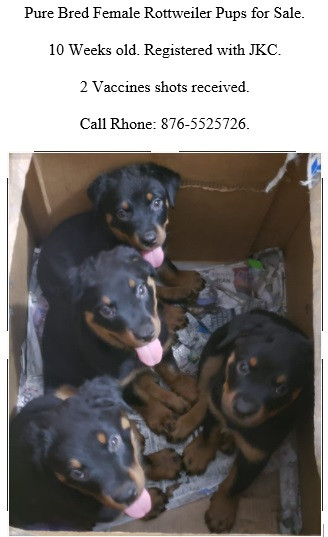 SPECIAL PRICE - Purebred Reg Rottweiler PUPS / Dog