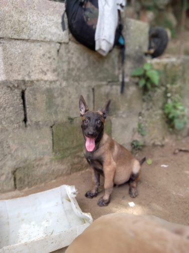 Belgian Malinois/ Belgian Shepherd 