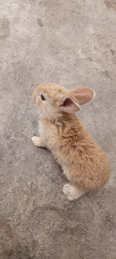 Pet Bunny Rabbit Pairs (or Single)