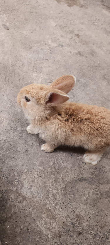 Pet Bunny Rabbit Pairs (or Single)