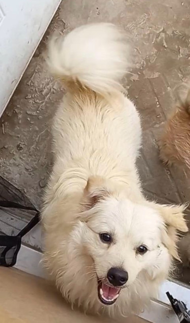 Male Pomeranian Mix Dog For Sale 