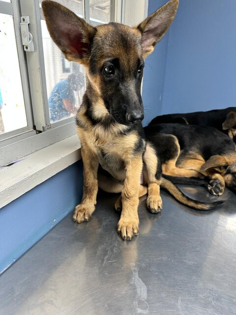 Unregistered German Shepherds FOR SALE