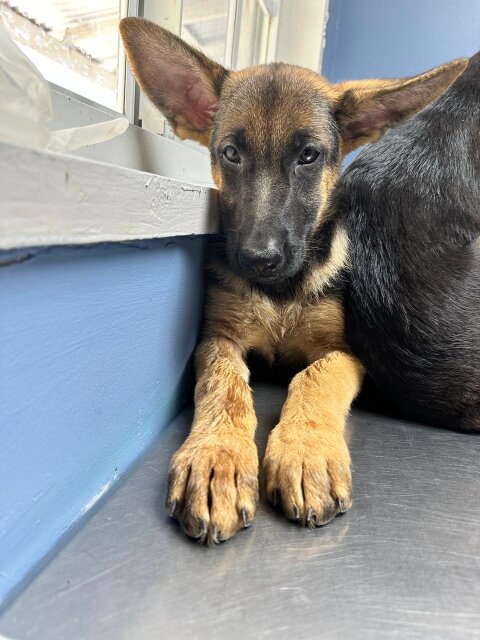 Unregistered German Shepherds FOR SALE