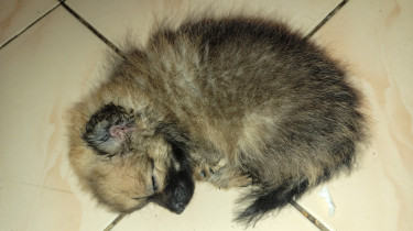 Fullbred Pomeranian Puppies Available 