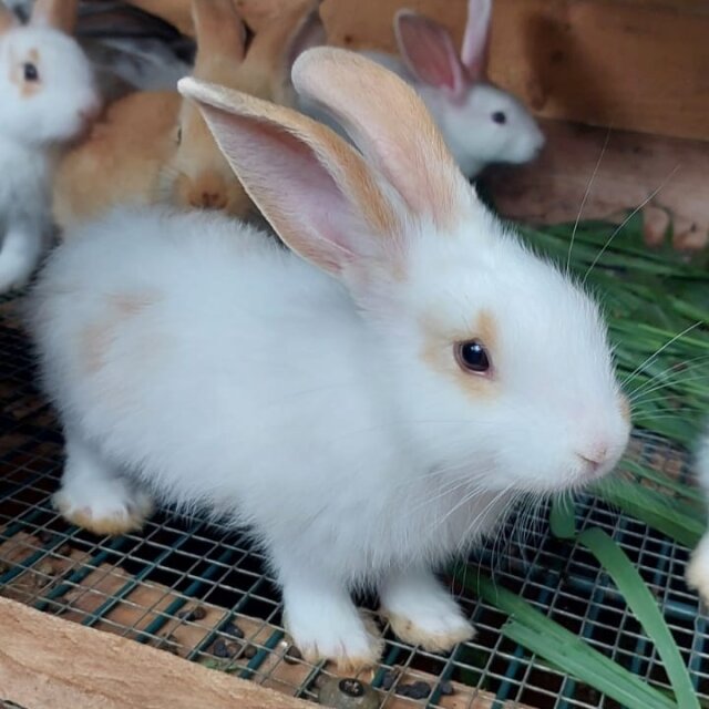 Rabbits Available