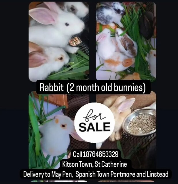 Rabbits Available