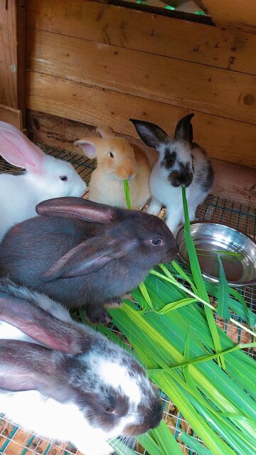 Rabbits Available