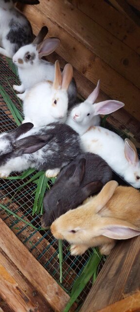 Rabbits Available