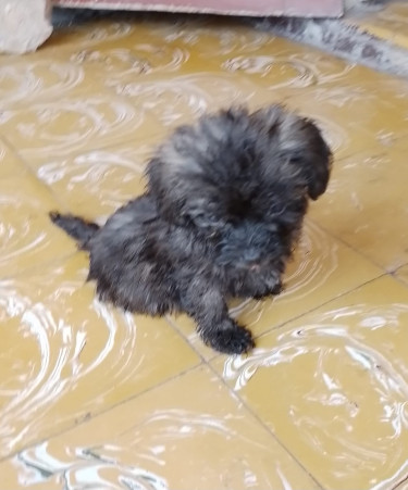 Pomeranian /Shi-Tzu Mix---update