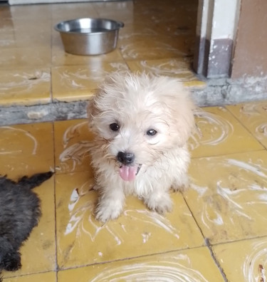 Pomeranian /Shi-Tzu Mix---update