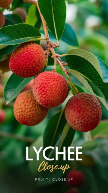 LYCHEE