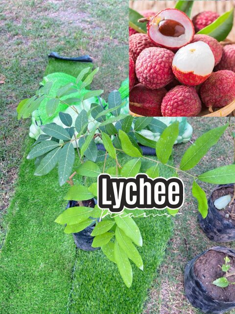 LYCHEE