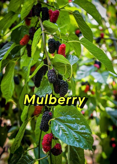 Mulberry