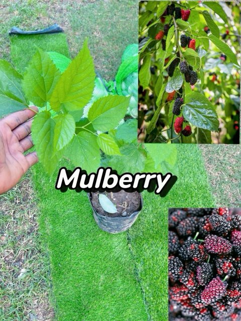 Mulberry