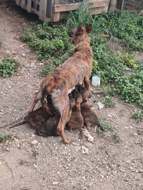 Dutch Shephered Belgian Malinois