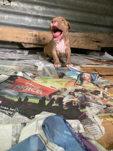 American Bullie Pups 