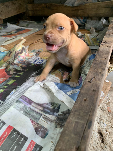 American Bullie Pups 