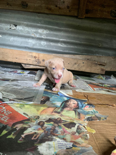 American Bullie Pups 