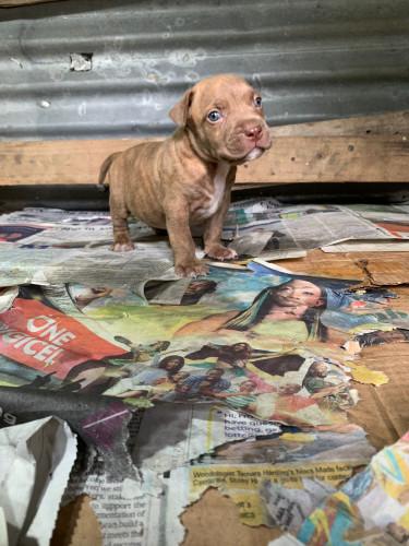 American Bullie Pups 