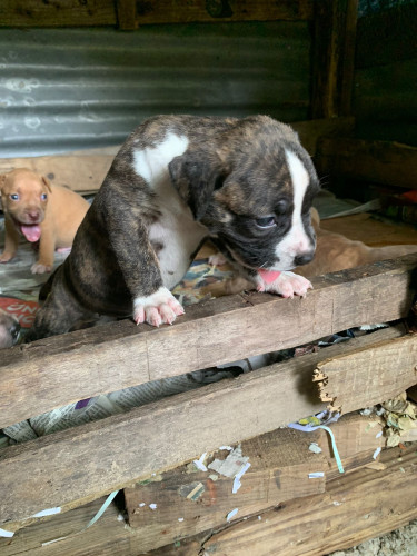 American Bullie Pups 