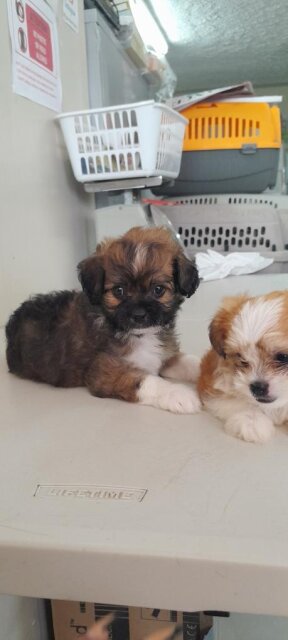 Shihtzu X Poodle