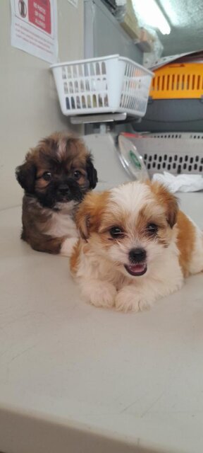 Shihtzu X Poodle