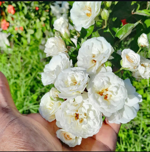 White Rose