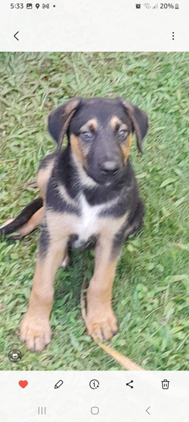 8 Wk-old Rotti-Shepherd Pups.Got 1st Shots 