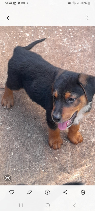 8 Wk-old Rotti-Shepherd Pups.Got 1st Shots 