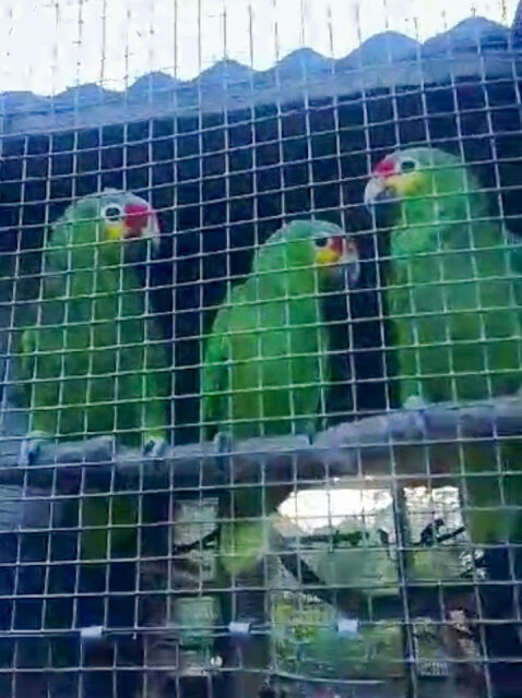 Red-lored Amazon Parrots