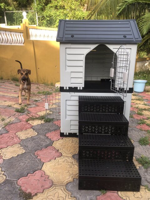 Dog House