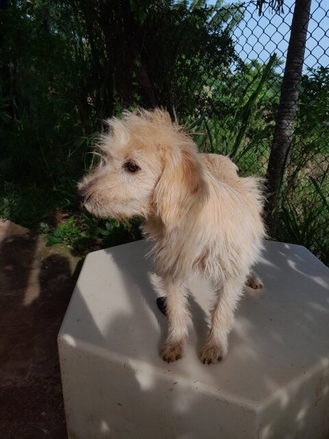 Pomeranian Shihtzu