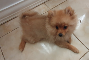 Full Breed Pomeranian 