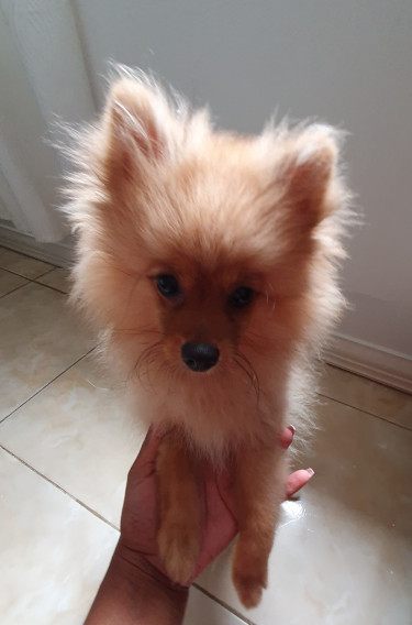 Full Breed Pomeranian 