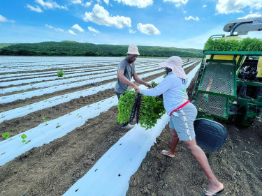 Farm Workers