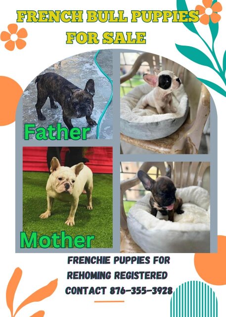 French Bull Dog Puppies