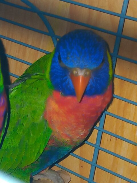 Lorikeets Parrots