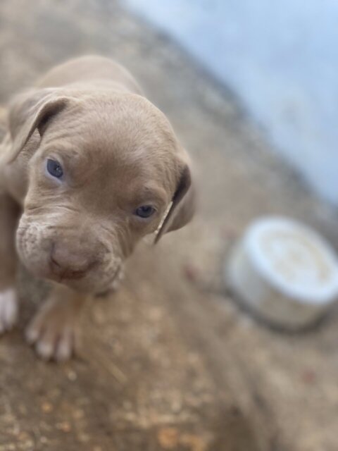 Pitbull Puppies Available Now To Good Homes