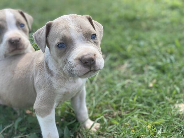 Pitbull Puppies Available Now To Good Homes