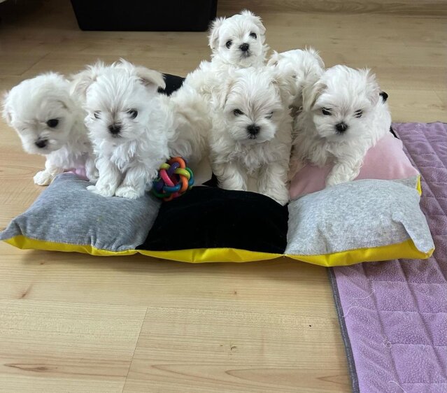 Maltese Puppies For Adoption