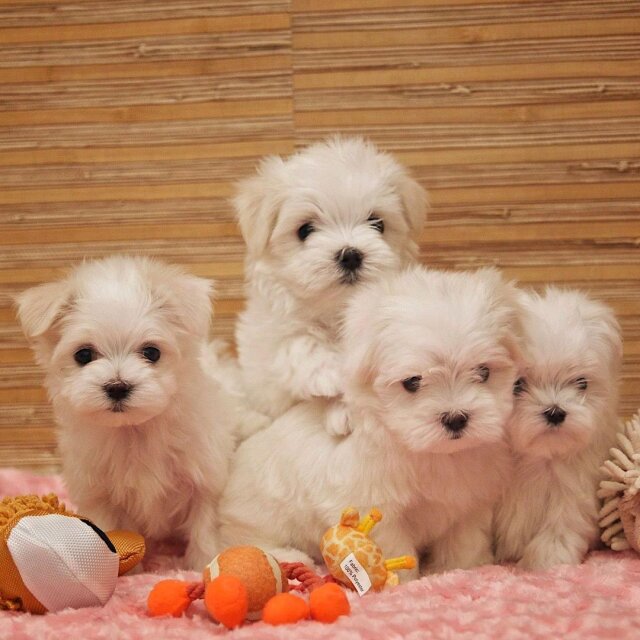 Maltese Puppies For Adoption