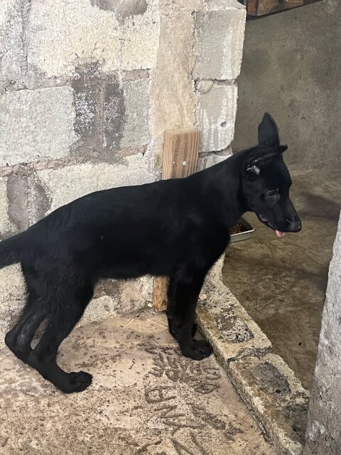 ALL BLACK PURE BRED GERMAN SHEPHERD PUPPY