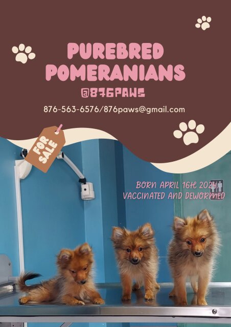 Pomeranians For Sale