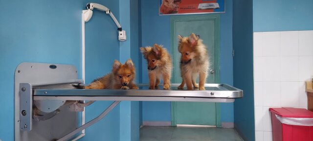 Pomeranians For Sale