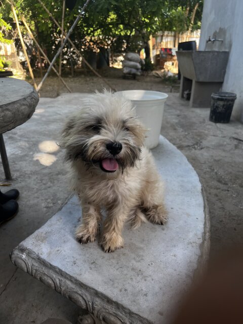 Shih Tzu Pup For Sale He Is 4 Months Old