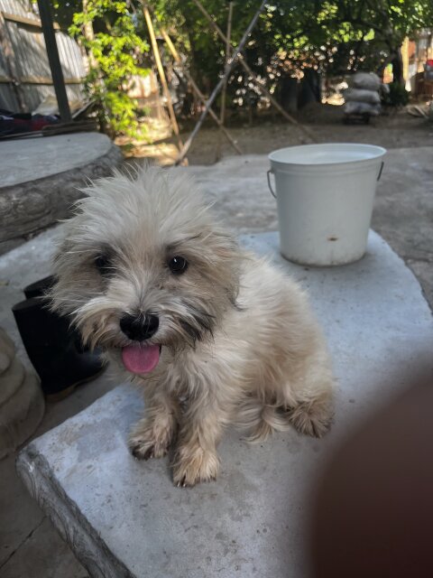 Shih Tzu Pup For Sale He Is 4 Months Old