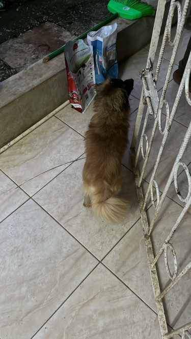 Pomeranian X Shih-Tzu STUD SERVICE