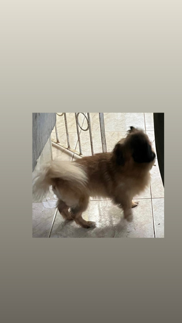 Pomeranian X Shih-Tzu STUD SERVICE