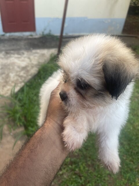 Pomeranian X Shitzu Puppies