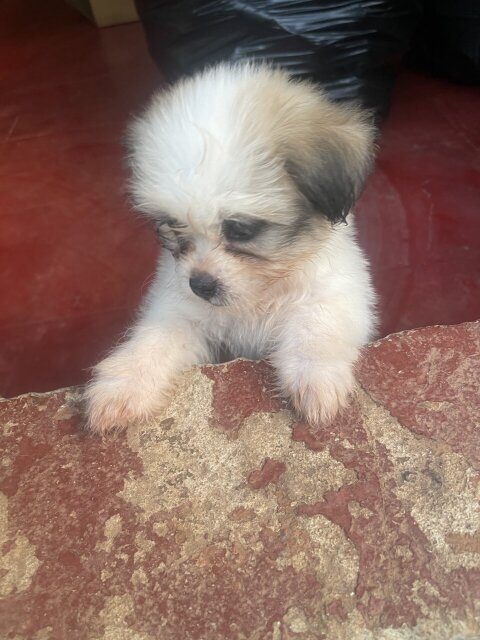 Pomeranian X Shitzu Puppies